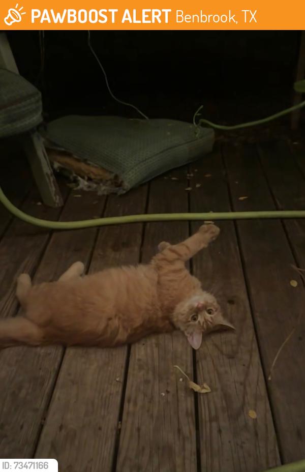 Found/Stray Male Cat last seen In my backyard, Benbrook, TX 76126
