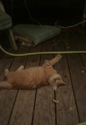 Found/Stray Male Cat last seen In my backyard, Benbrook, TX 76126
