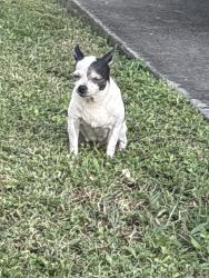 Found/Stray Female Dog last seen Rudolf Road - Street across from the Palm Springs Walmart, Palm Beach County, FL 33461