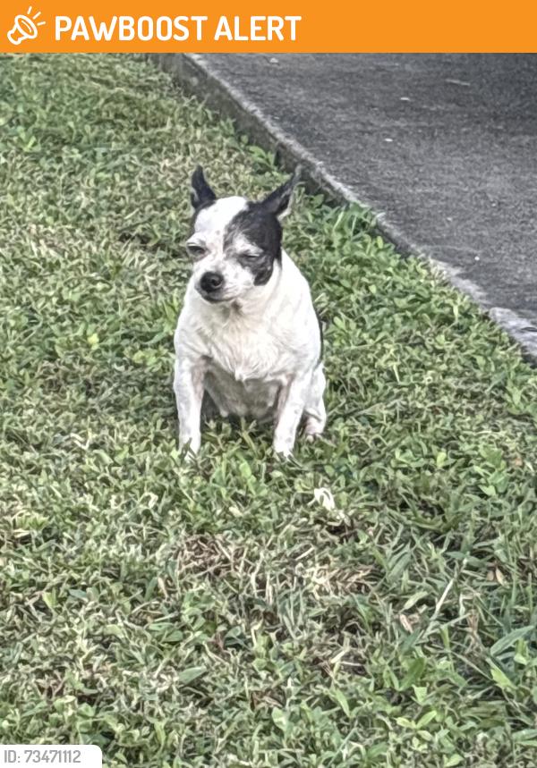 Found/Stray Female Dog last seen Rudolf Road - Street across from the Palm Springs Walmart, Palm Beach County, FL 33461