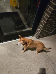 Reunited Male Dog last seen Currently at 51 North Taproom, Nashville, TN 37209
