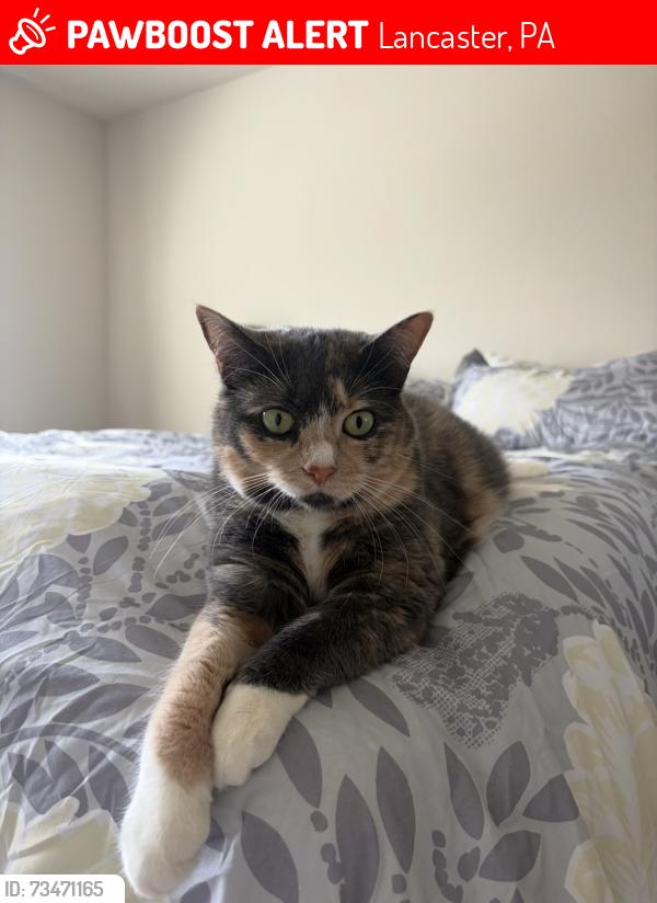 Lost Female Cat last seen Old Philadelphia pike and oak view rd, Lancaster, PA 17602