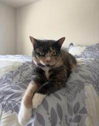 Lost Female Cat last seen Old Philadelphia pike and oak view rd, Lancaster, PA 17602