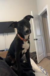 Lost Male Dog last seen Fm 968/Gum springs road and Lansing Switch road, Longview, TX 75602