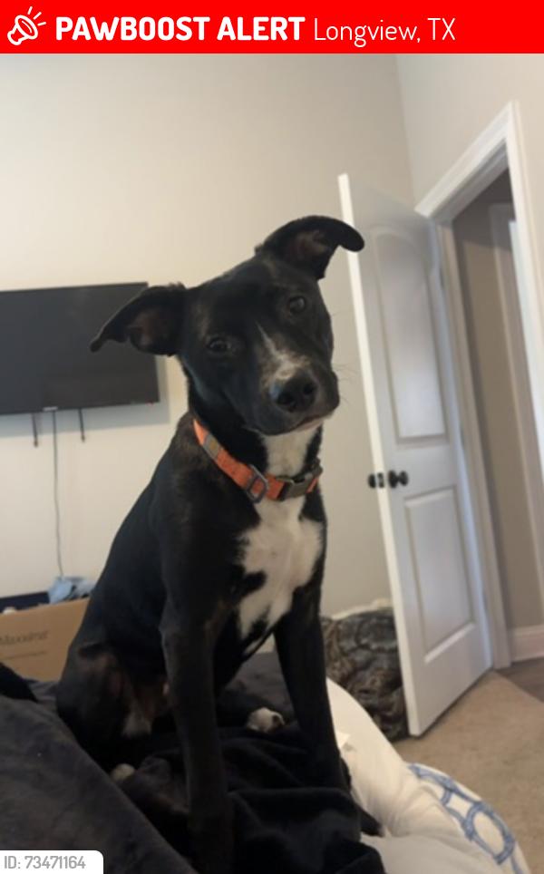 Lost Male Dog last seen Fm 968/Gum springs road and Lansing Switch road, Longview, TX 75602