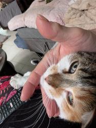 Reunited Female Cat last seen Strathmore on the green, Middle Island, NY 11953
