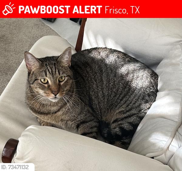 Lost Male Cat last seen Hillcrest and Lebanon, Frisco, TX 75035