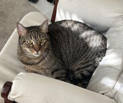 Lost Male Cat last seen Hillcrest and Lebanon, Frisco, TX 75035