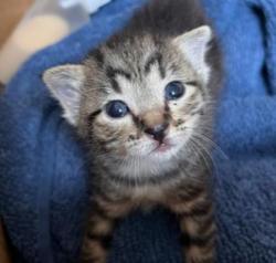 Shelter Stray Female Cat last seen Century Square/ Office St, City of College Station, TX, 5359 Leonard Rd, Bryan, TX 77807, USA
