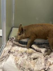 Shelter Stray Male Pig last seen E Webster Ave & Bush Ave, Fresno Zone Fresno CO 2 93727, CA, 1510 W Dan Ronquillo Dr, Fresno, CA 93706, USA