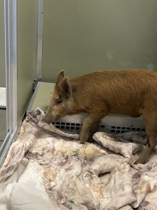 Shelter Stray Male Pig last seen E Webster Ave & Bush Ave, Fresno Zone Fresno CO 2 93727, CA, 1510 W Dan Ronquillo Dr, Fresno, CA 93706, USA