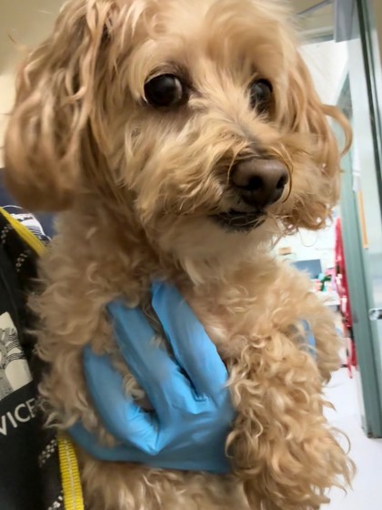 Shelter Stray Male Dog last seen , , CA, 1101 29th Ave, Oakland, CA 94601, USA