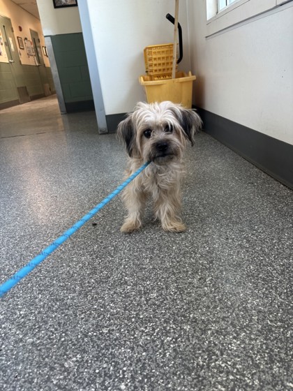 Shelter Stray Male Dog last seen 58th and market st, Oakland, CA, 1101 29th Ave, Oakland, CA 94601, USA