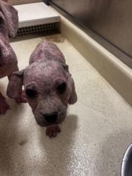 Shelter Stray Female Dog last seen Diane, 75149, TX, 1650 Gross Rd, Mesquite, TX 75149, USA