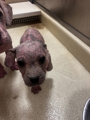Shelter Stray Female Dog last seen Diane, 75149, TX, 1650 Gross Rd, Mesquite, TX 75149, USA