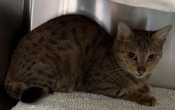 Shelter Stray Unknown Cat last seen Brought in from man with multiple cats in truck, Oakland, CA, 1101 29th Ave, Oakland, CA 94601, USA