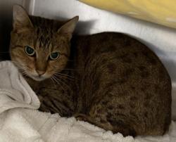 Shelter Stray Unknown Cat last seen Brought in from man with multiple cats in truck, Oakland, CA, 1101 29th Ave, Oakland, CA 94601, USA