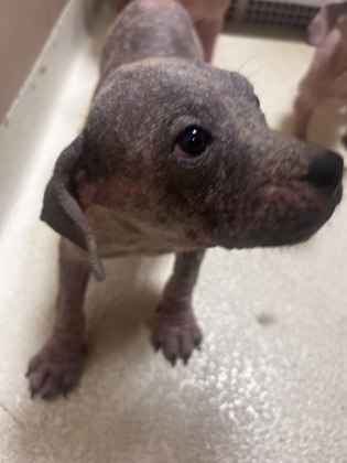 Shelter Stray Male Dog last seen Diane, 75149, TX, 1650 Gross Rd, Mesquite, TX 75149, USA