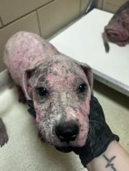 Shelter Stray Male Dog last seen Diane, 75149, TX, 1650 Gross Rd, Mesquite, TX 75149, USA