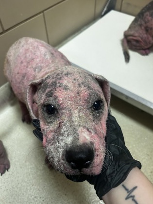 Shelter Stray Male Dog last seen Diane, 75149, TX, 1650 Gross Rd, Mesquite, TX 75149, USA