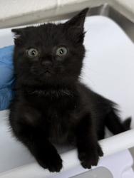 Shelter Stray Female Cat last seen Near telegraph, Oakland, CA, 1101 29th Ave, Oakland, CA 94601, USA