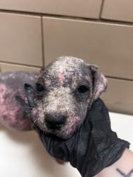 Shelter Stray Female Dog last seen Diane, 75149, TX, 1650 Gross Rd, Mesquite, TX 75149, USA
