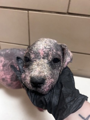 Shelter Stray Female Dog last seen Diane, 75149, TX, 1650 Gross Rd, Mesquite, TX 75149, USA