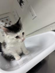 Shelter Stray Female Cat last seen Near 26th Street, Oakland, CA, 1101 29th Ave, Oakland, CA 94601, USA