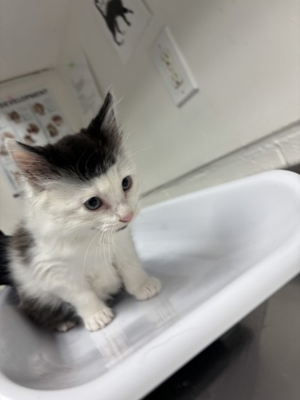 Shelter Stray Female Cat last seen Near 26th Street, Oakland, CA, 1101 29th Ave, Oakland, CA 94601, USA