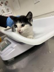 Shelter Stray Female Cat last seen Near 26th Street, Oakland, CA, 1101 29th Ave, Oakland, CA 94601, USA