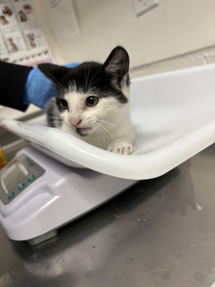 Shelter Stray Female Cat last seen Near 26th Street, Oakland, CA, 1101 29th Ave, Oakland, CA 94601, USA