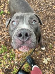 Shelter Stray Male Dog last seen Near Moreland, 21216, MD, 2490 Giles Rd, Baltimore, MD 21225, USA