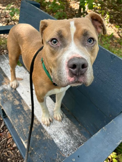 Shelter Stray Male Dog last seen Near Fairhaven, Unit 2, 21225, MD, 2490 Giles Rd, Baltimore, MD 21225, USA