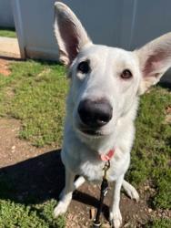 Shelter Stray Female Dog last seen Near Primrose Ave., 21215, MD, 2490 Giles Rd, Baltimore, MD 21225, USA