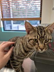 Found/Stray Male Cat last seen Valley St, Arlington St, Statesville, NC 28625
