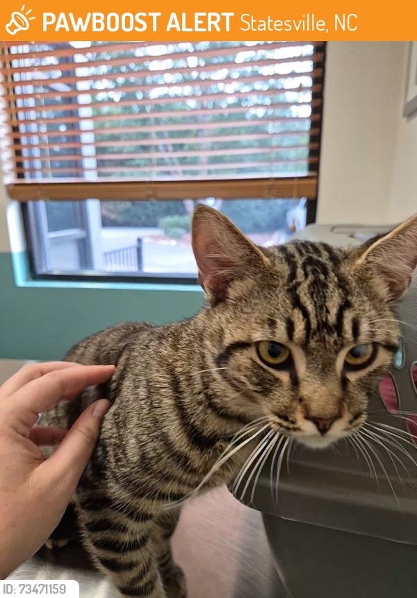 Found/Stray Male Cat last seen Valley St, Arlington St, Statesville, NC 28625