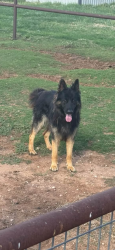 Found/Stray Unknown Dog last seen Saddle Club Estates, Lubbock County, TX 79423