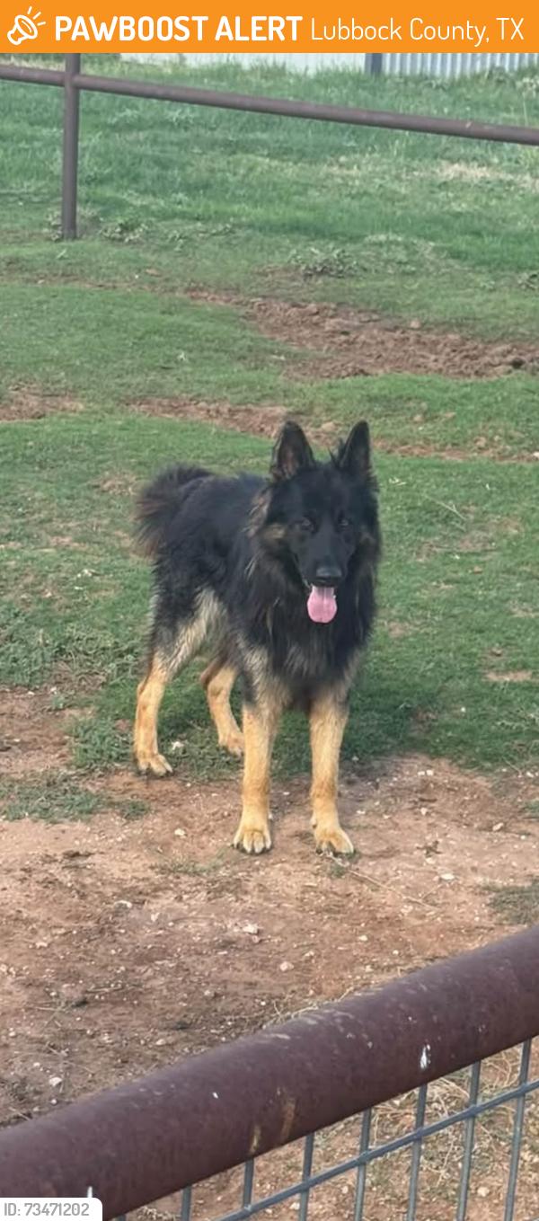 Found/Stray Unknown Dog last seen Saddle Club Estates, Lubbock County, TX 79423