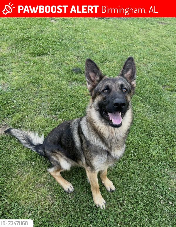 Lost Male Dog last seen Near Heflin, Birmingham, AL 35214