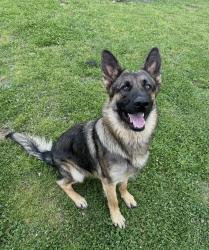 Lost Male Dog last seen Near Heflin, Birmingham, AL 35214