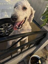 Found/Stray Male Dog last seen By Cordova elementary school, Phoenix, AZ 85051