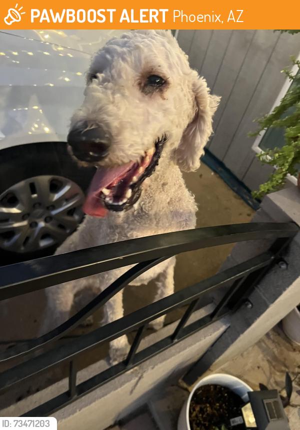 Found/Stray Male Dog last seen By Cordova elementary school, Phoenix, AZ 85051