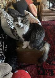 Lost Male Cat last seen Amity pointe road, Charlotte, NC 28215
