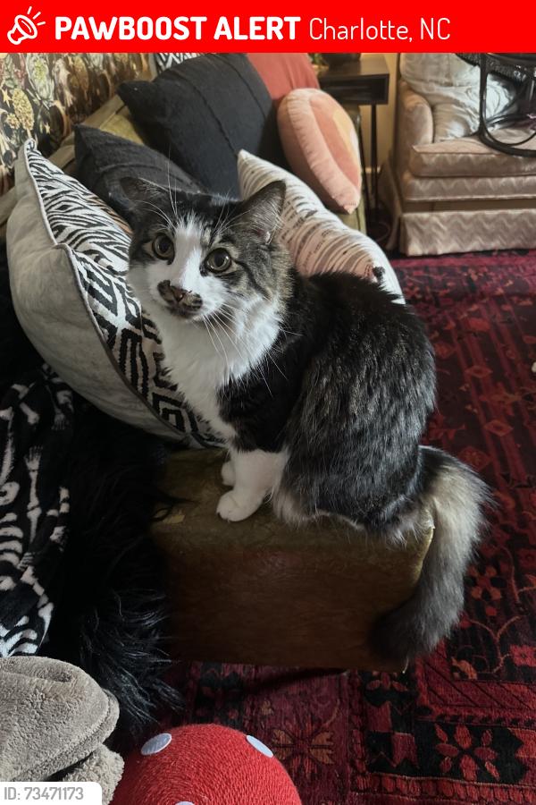 Lost Male Cat last seen Amity pointe road, Charlotte, NC 28215