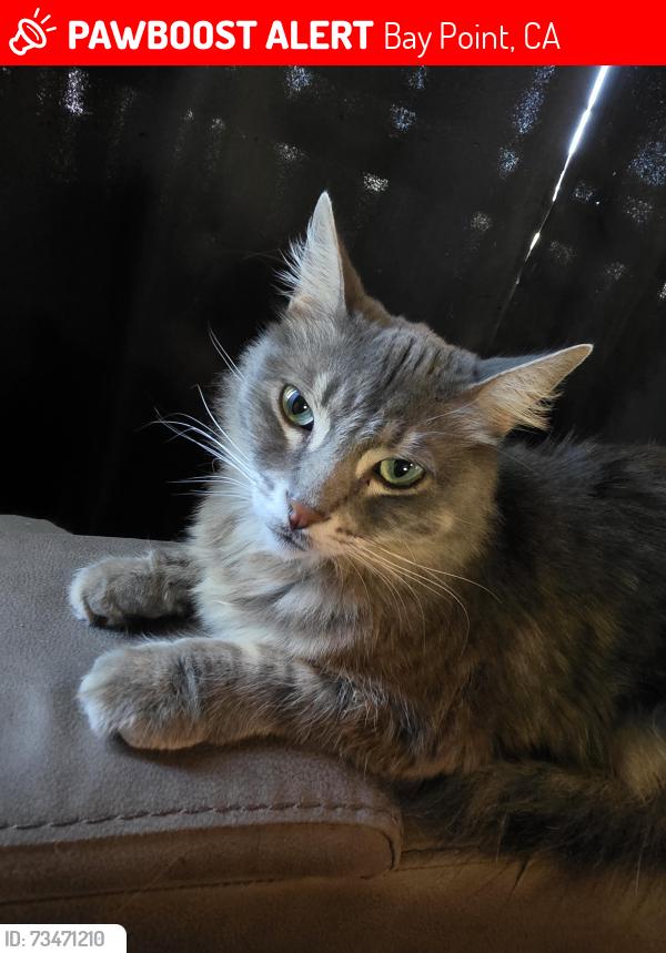Lost Male Cat last seen Shore dr, Bay Point, CA 94565