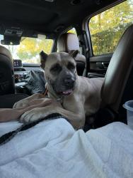 Found/Stray Female Dog last seen Floyd Boler Park, Fresno, CA 93720