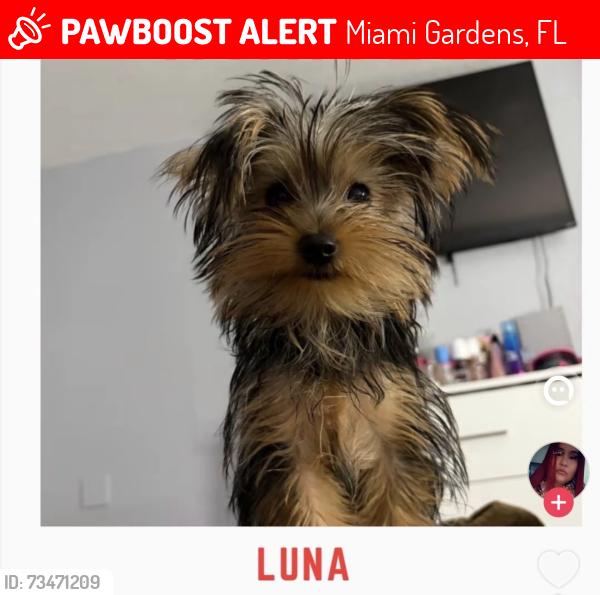 Lost Female Dog last seen Miami gardens, Miami Gardens, FL 33055