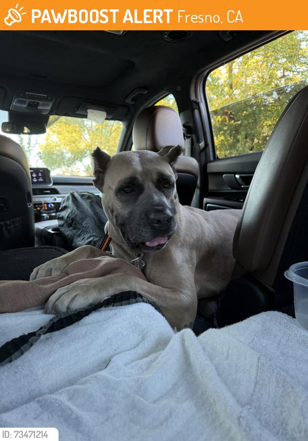 Found/Stray Female Dog last seen Floyd Boler Park, Fresno, CA 93720