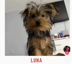 Lost Female Dog last seen Miami gardens, Miami Gardens, FL 33055