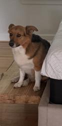 Reunited Male Dog last seen Long point and witte road, Houston, TX 77080